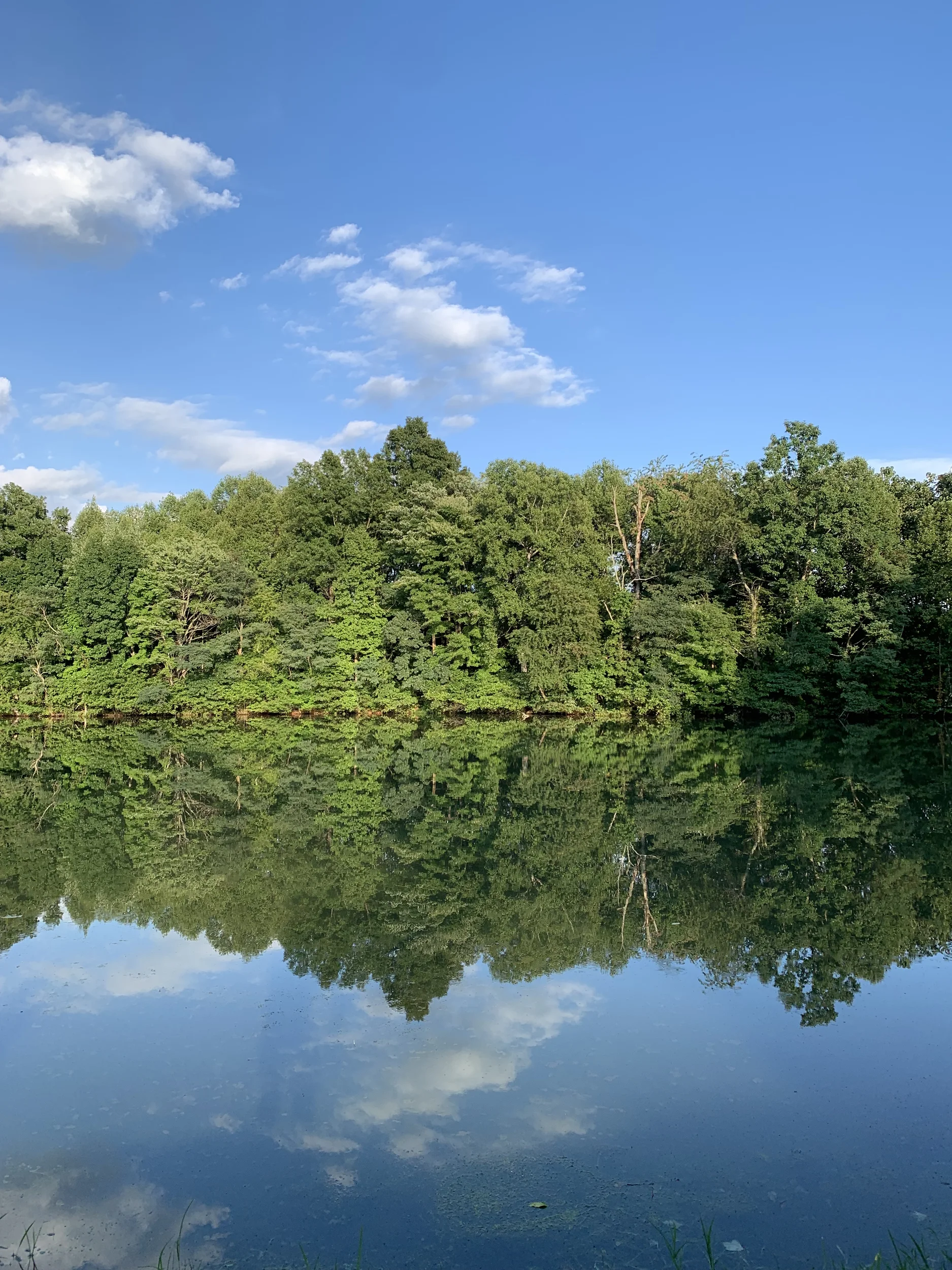 a lake surrounded by trees